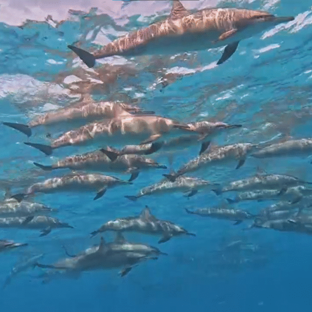 Dolphin House (Shaab Samadai) Boat Trip