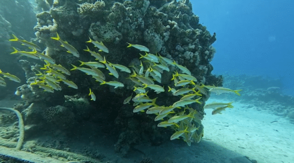 🚤 Private Speed Boat Trip (4 Hours) – Hurghada