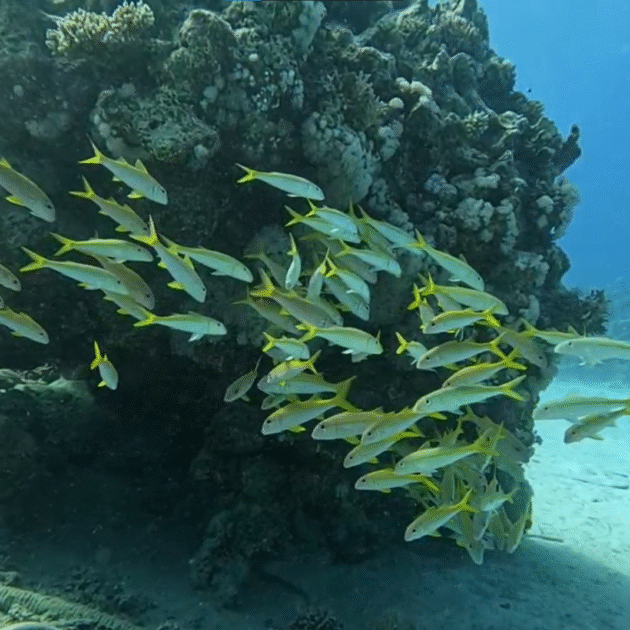 🚤 Private Speed Boat Trip (4 Hours) – Hurghada