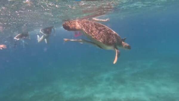 Marsa Mubarak Boat Trip – Turtles & Sea Cow