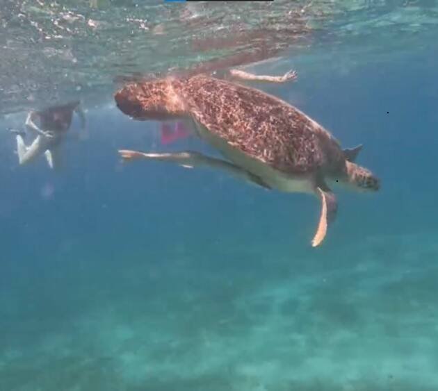 Marsa Mubarak Boat Trip – Turtles & Sea Cow