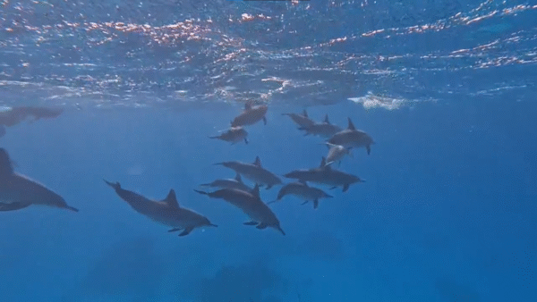 🐬 Dolphin House Boat Trip – Hurghada