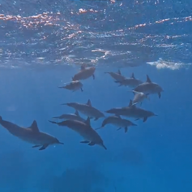 🐬 Dolphin House Boat Trip – Hurghada